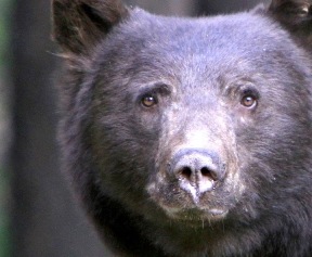 Local Bear Sightings | Incline Village General Improvement District